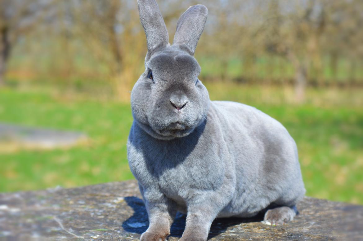 Kanin Kilarto *blå rex* 93,5p billede 1