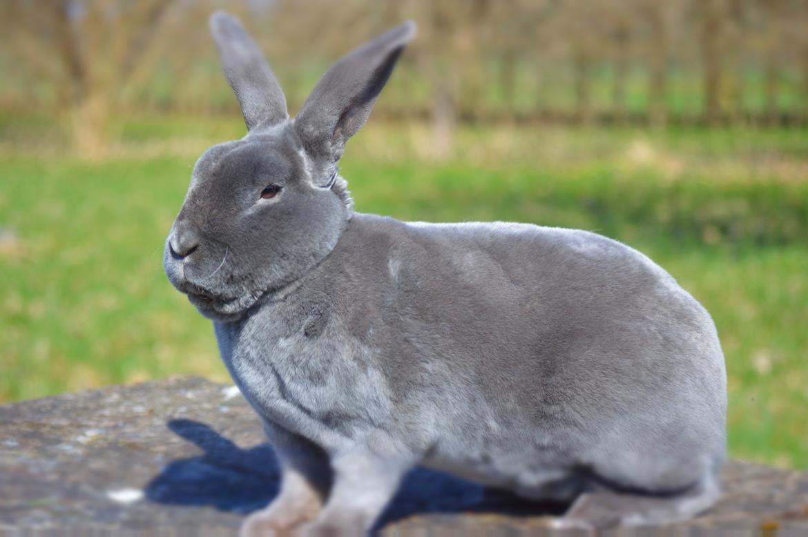 Kanin Kilarto *blå rex* 93,5p billede 5