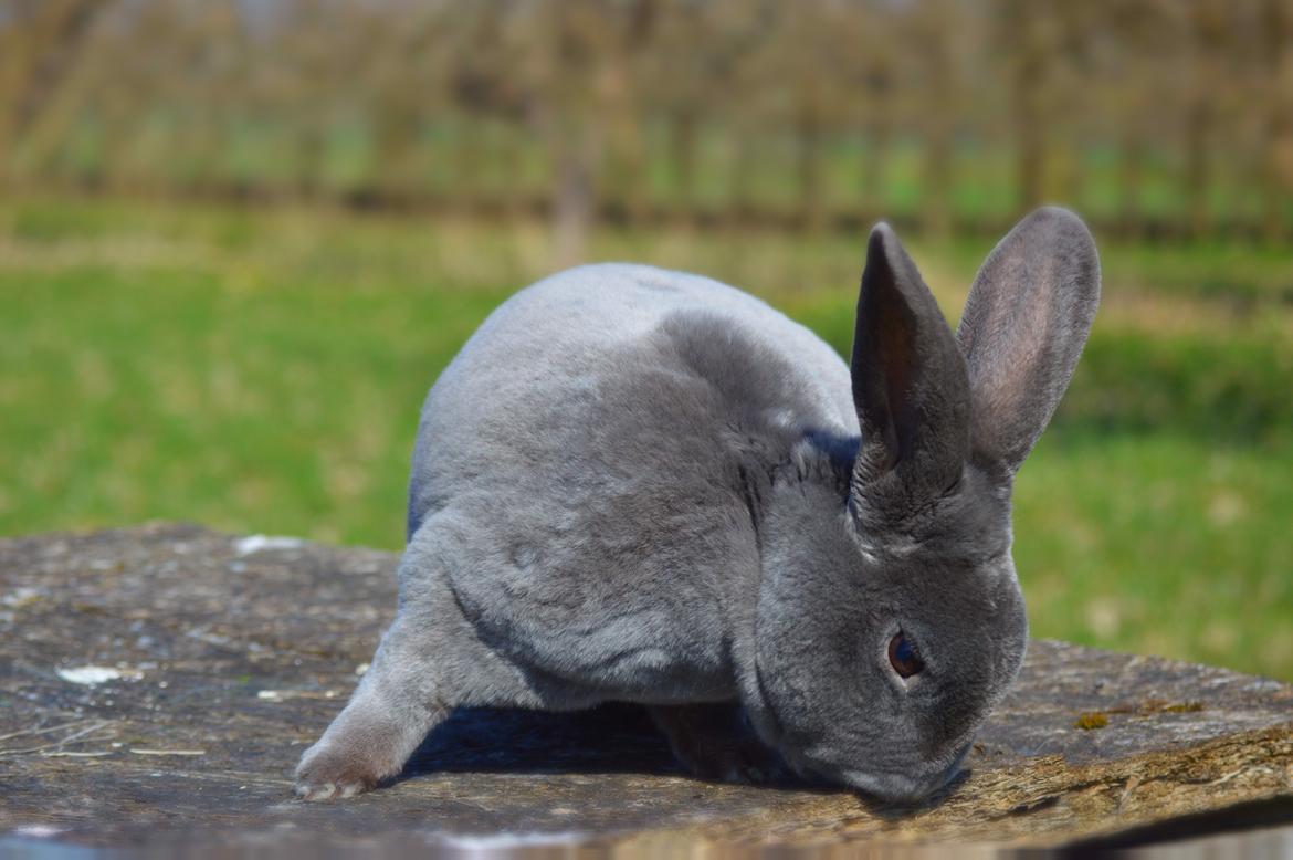 Kanin Kilarto *blå rex* 93,5p billede 4