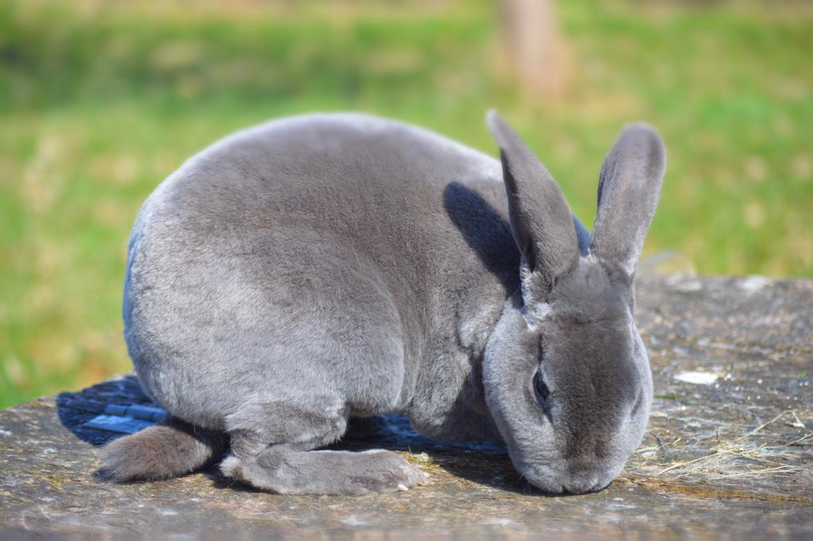 Kanin Kilarto *blå rex* 93,5p billede 2