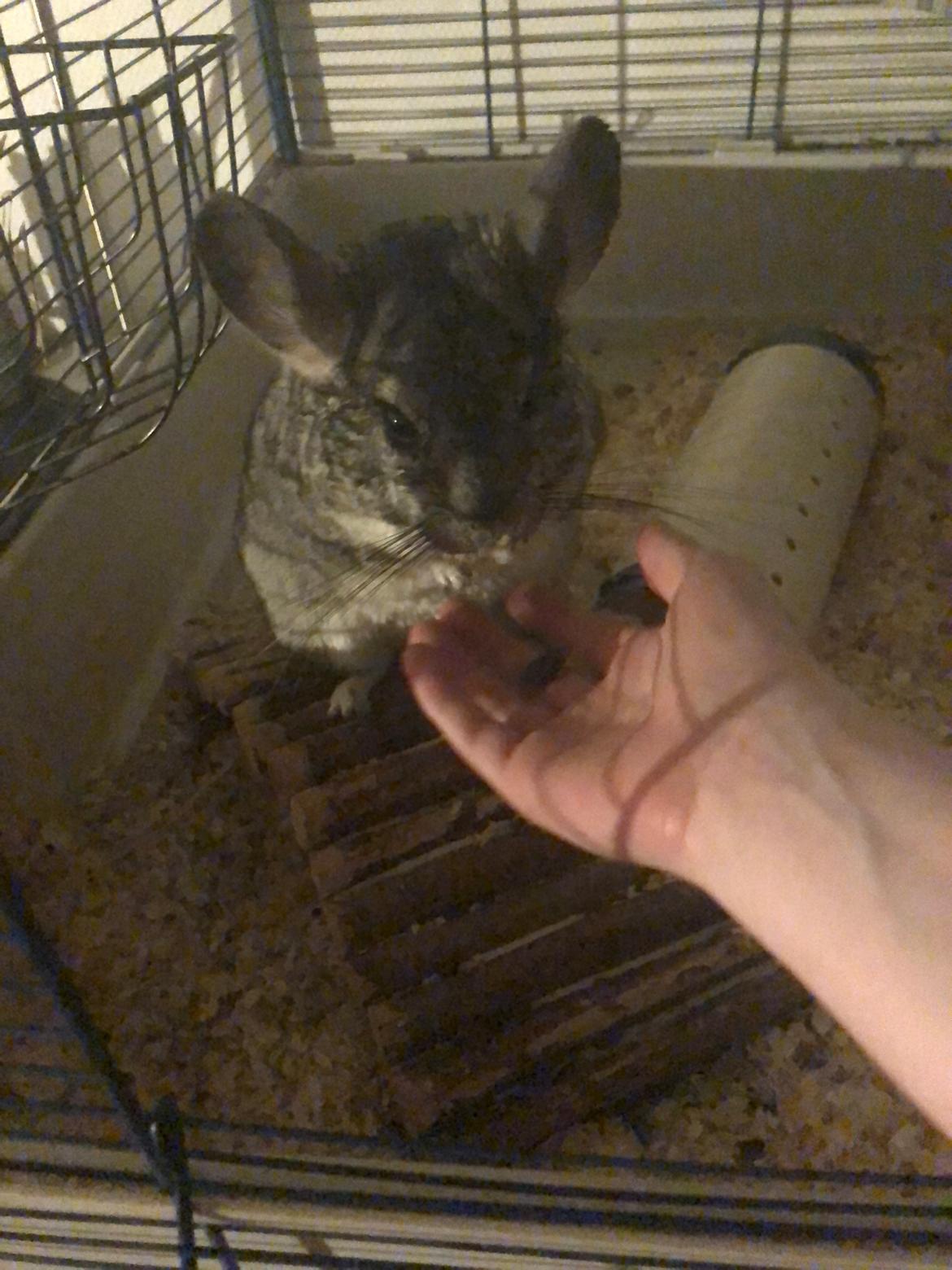 Chinchilla Mango billede 1