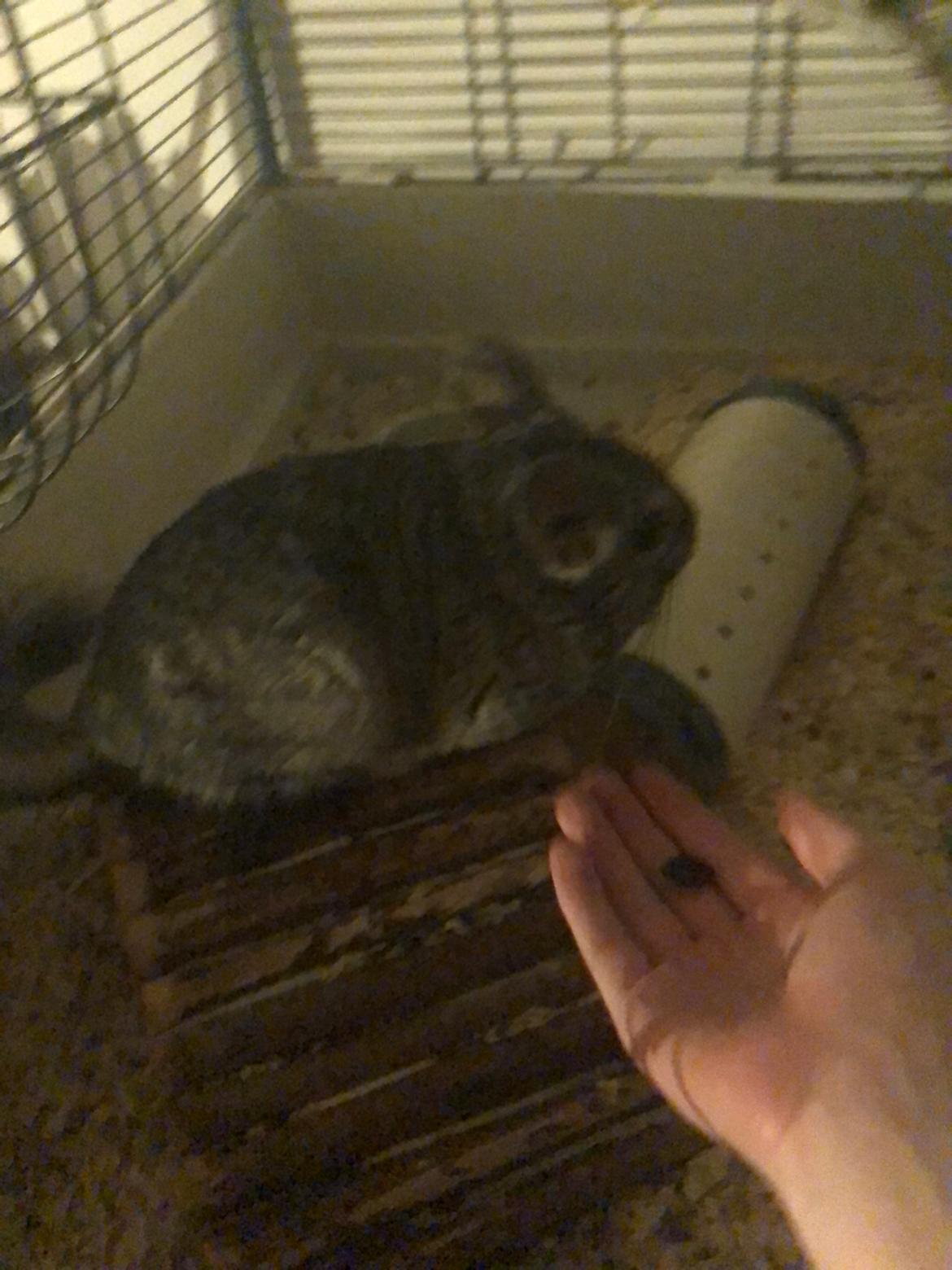 Chinchilla Mango billede 2