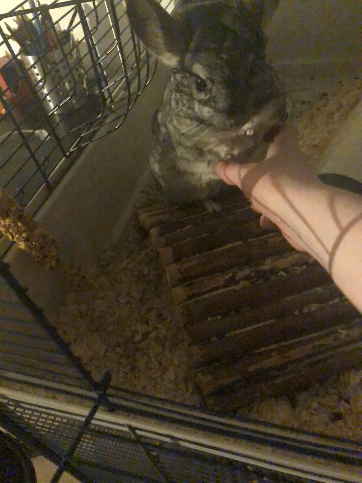 Chinchilla Mango billede 3