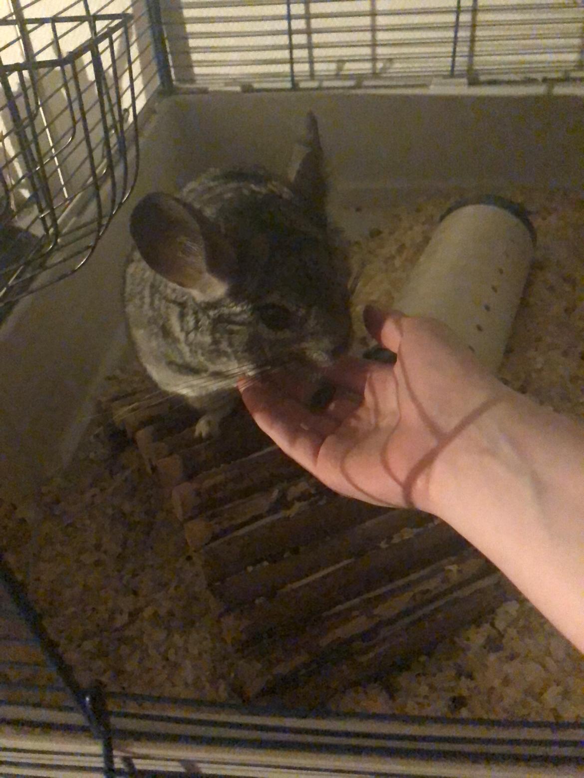 Chinchilla Mango billede 4