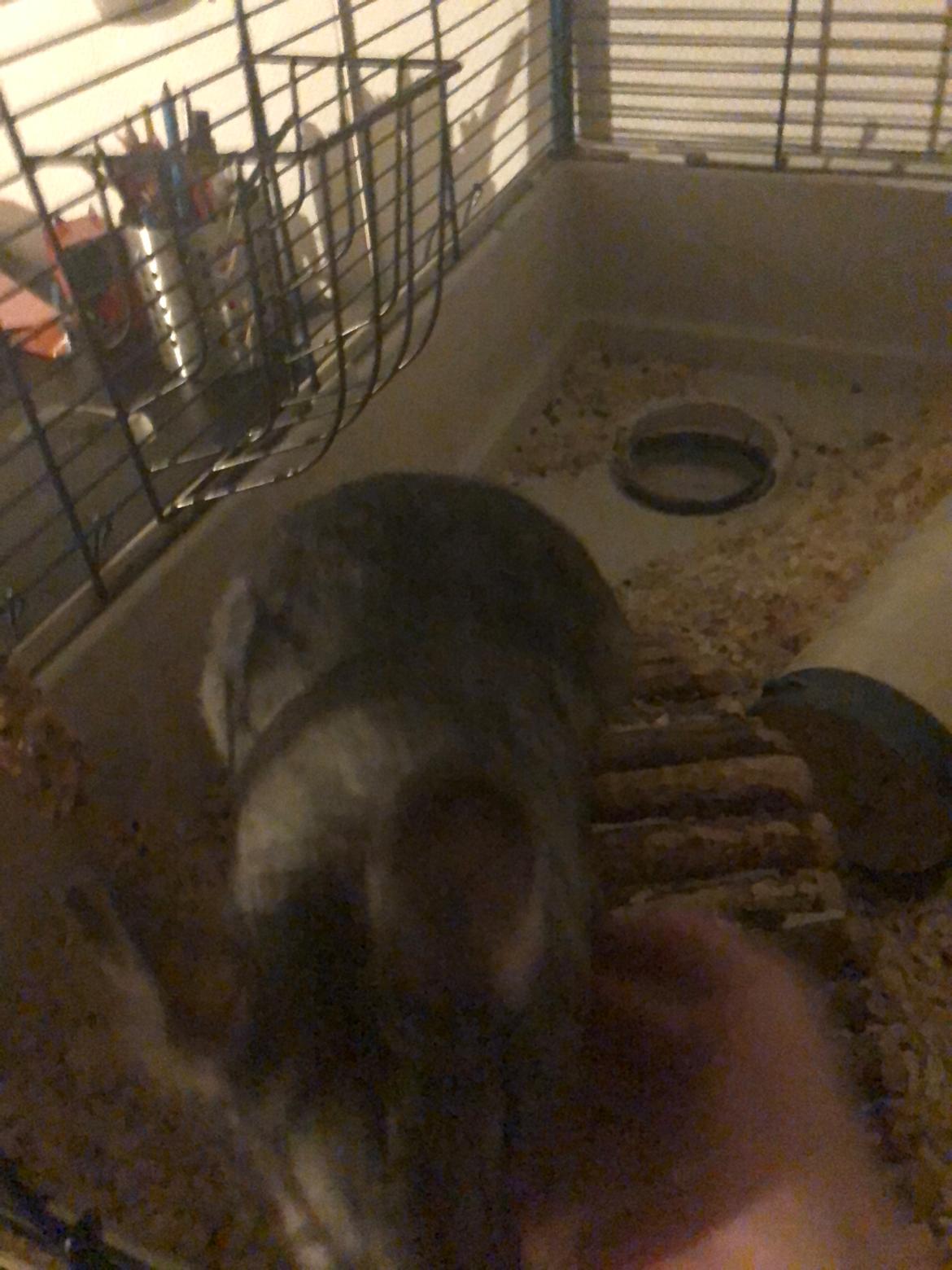 Chinchilla Mango billede 5