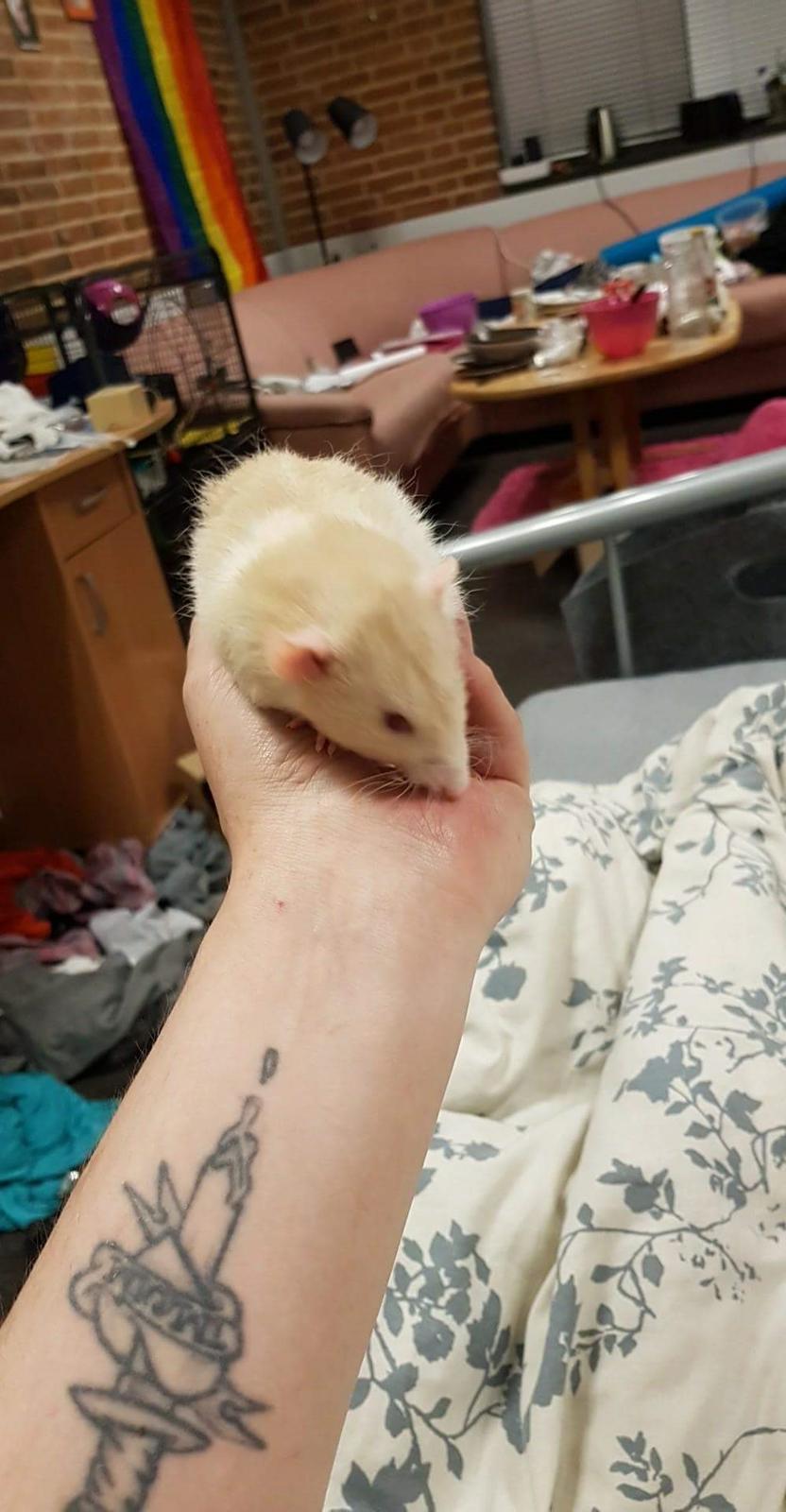 Tamrotte Ziki  ( Dumbo-rex) billede 6