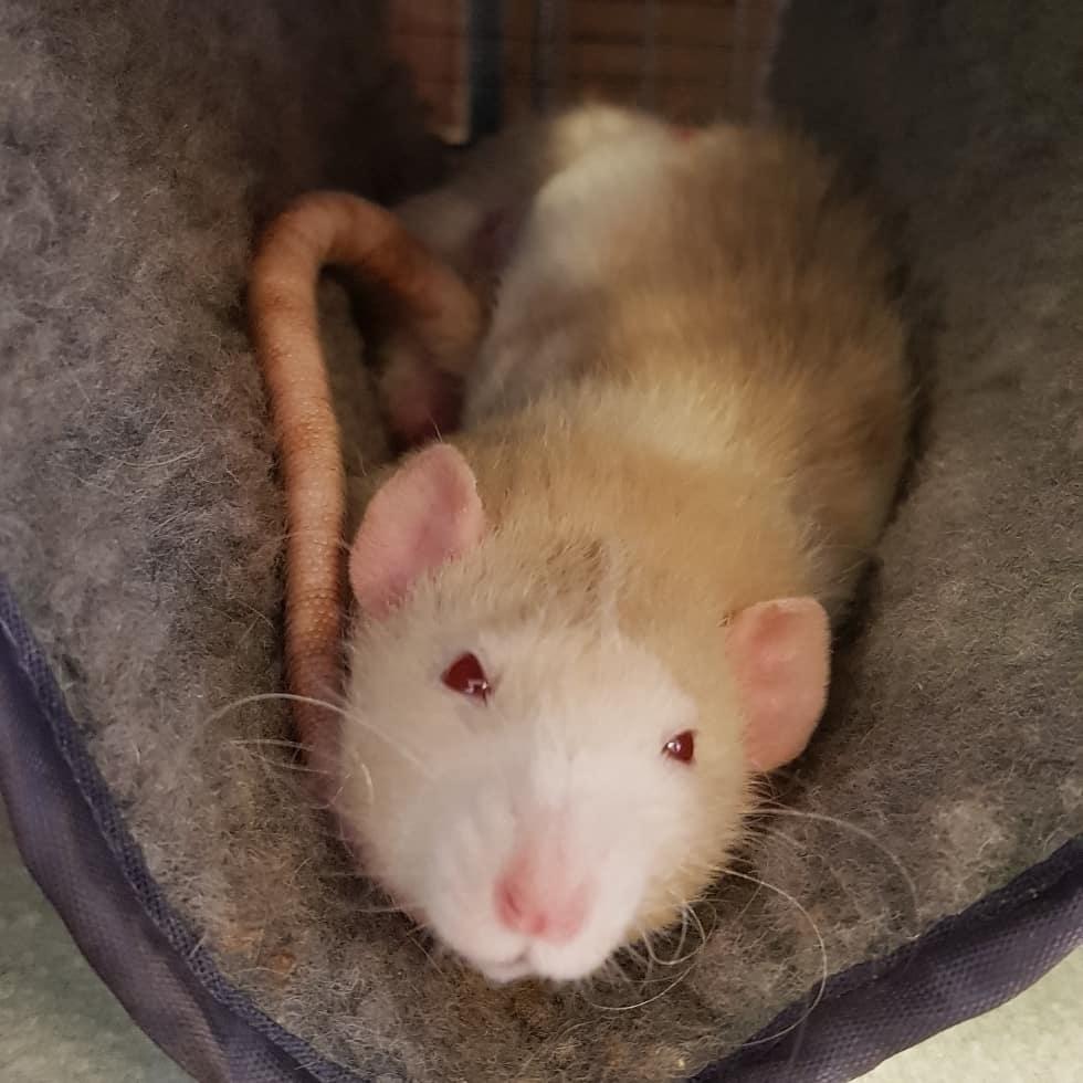 Tamrotte Ziki  ( Dumbo-rex) billede 7
