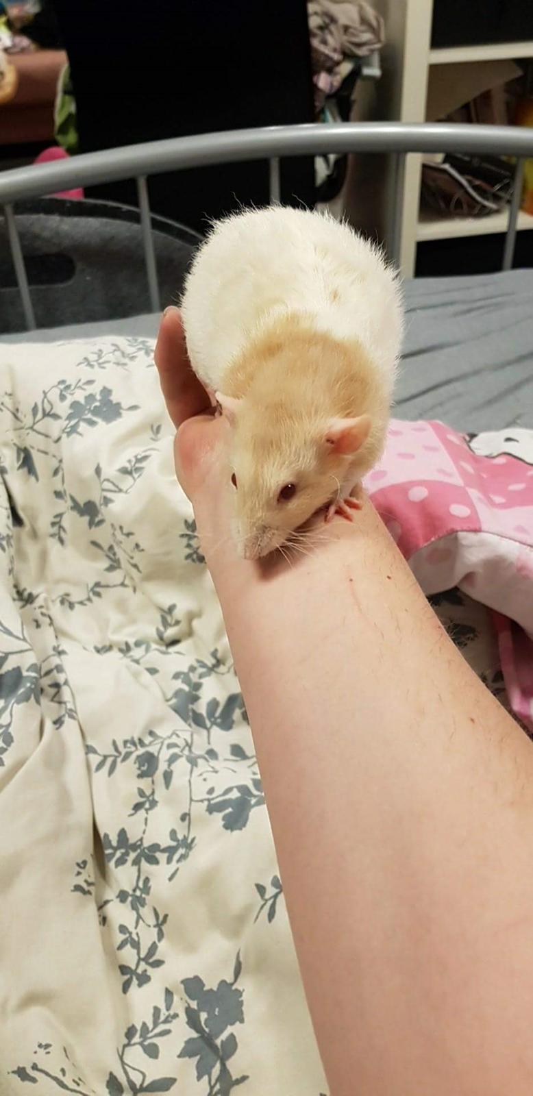 Tamrotte Tiki  billede 11