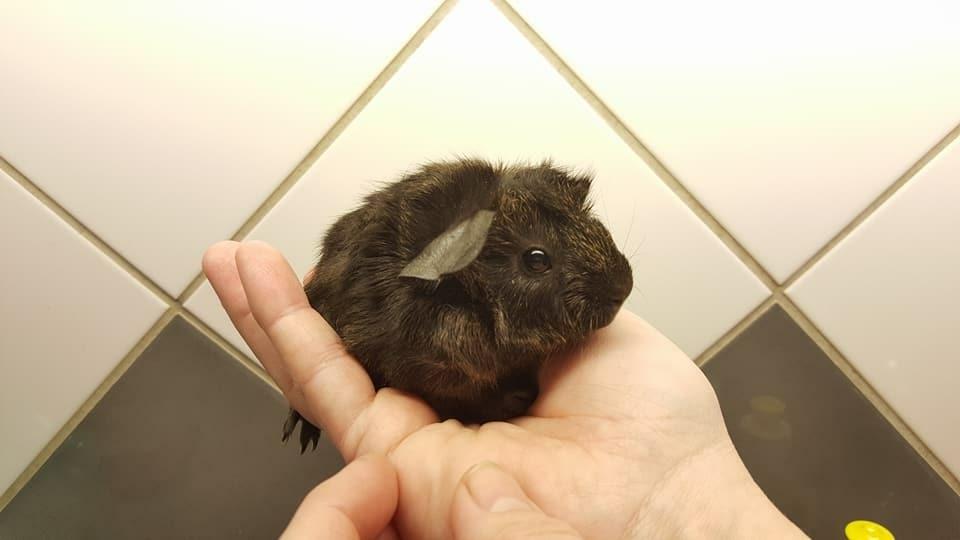 Marsvin Jesper von Fredslund - jesper få timer gammel  billede 2