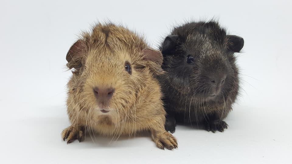 Marsvin Jesper von Fredslund billede 8