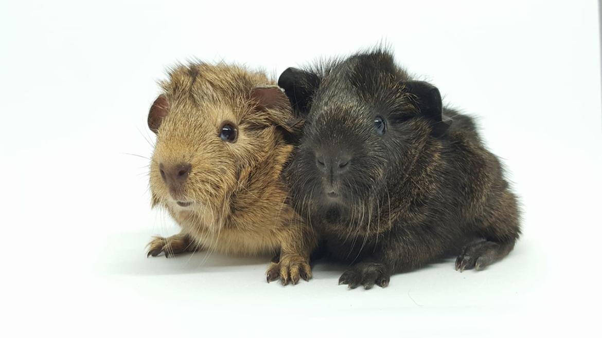 Marsvin Jesper von Fredslund billede 12