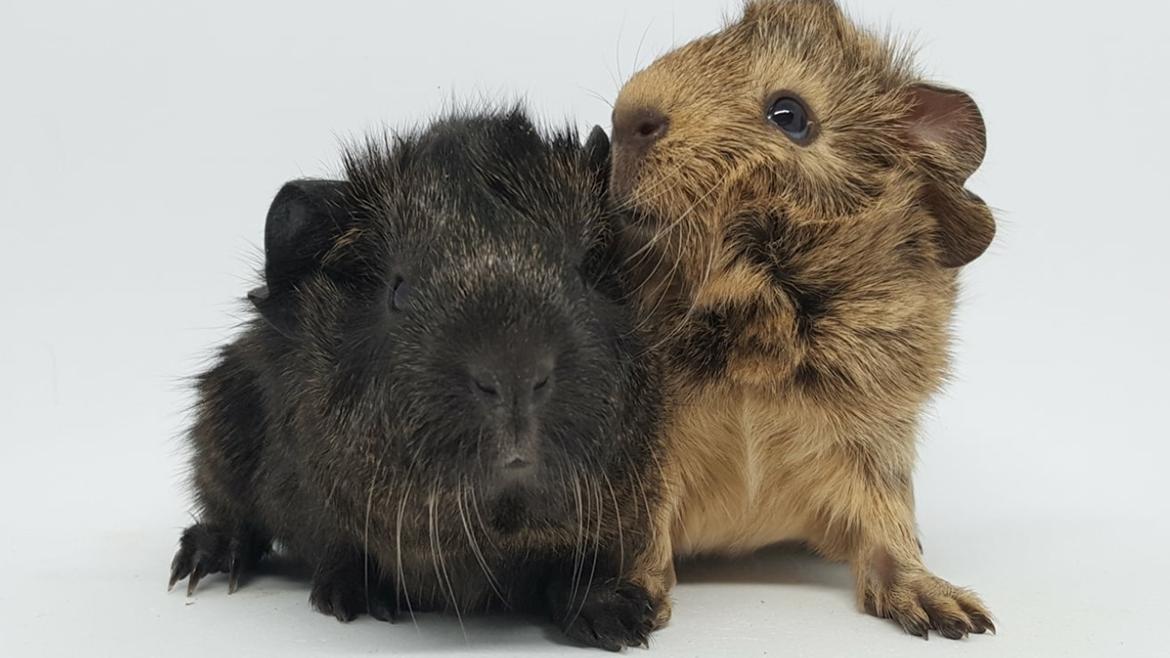 Marsvin Jesper von Fredslund billede 11