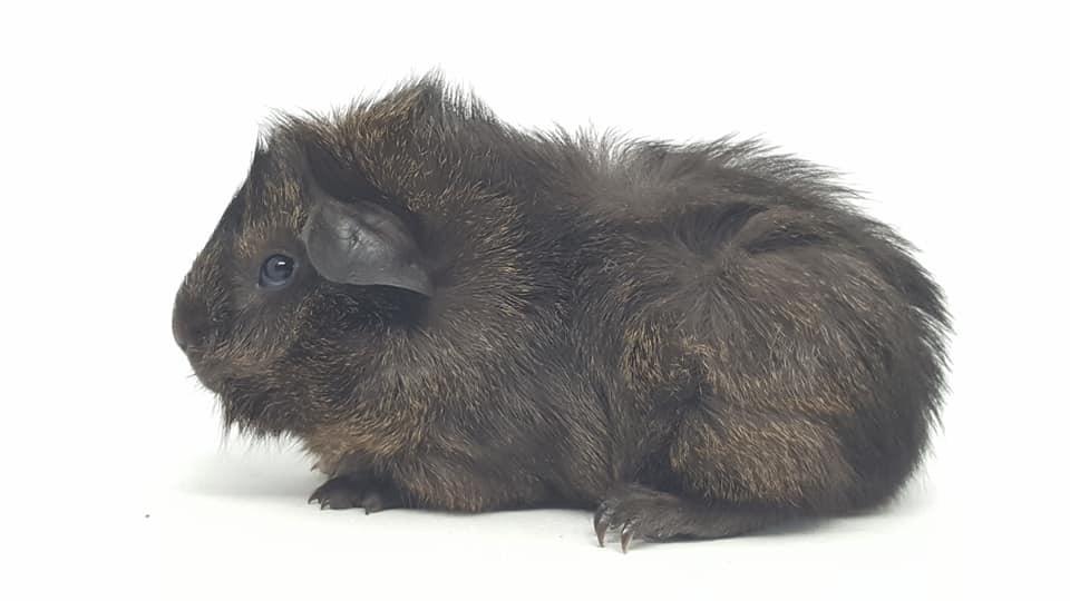 Marsvin Jesper von Fredslund billede 14