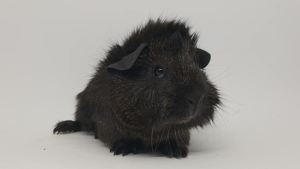 Marsvin Jesper von Fredslund billede 15