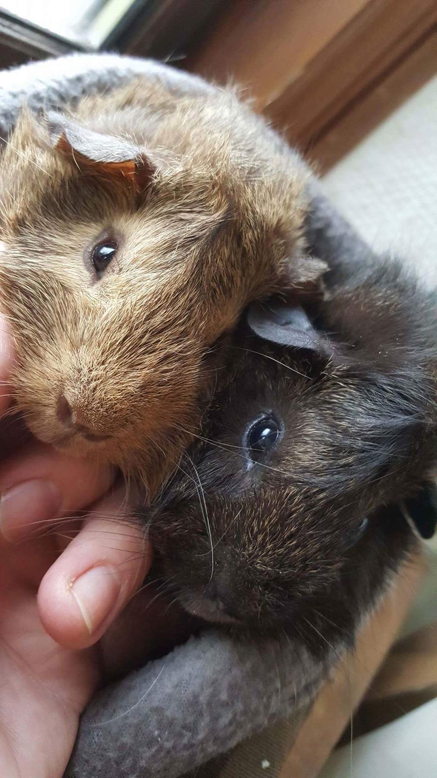 Marsvin Jesper von Fredslund billede 17