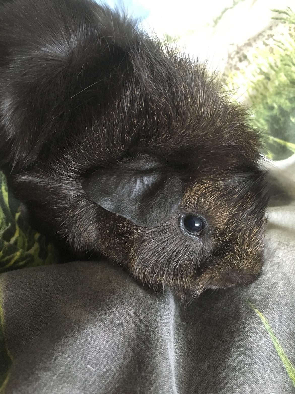 Marsvin Jesper von Fredslund billede 18