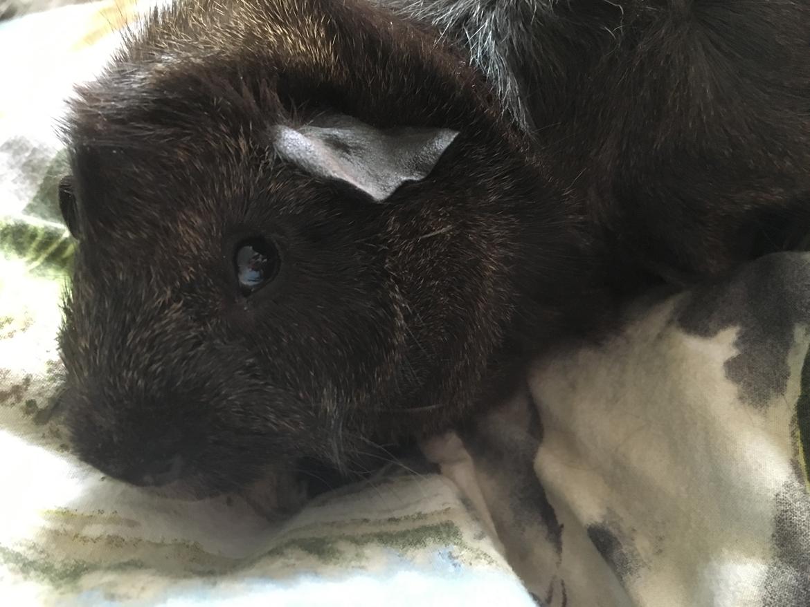 Marsvin Jesper von Fredslund billede 19