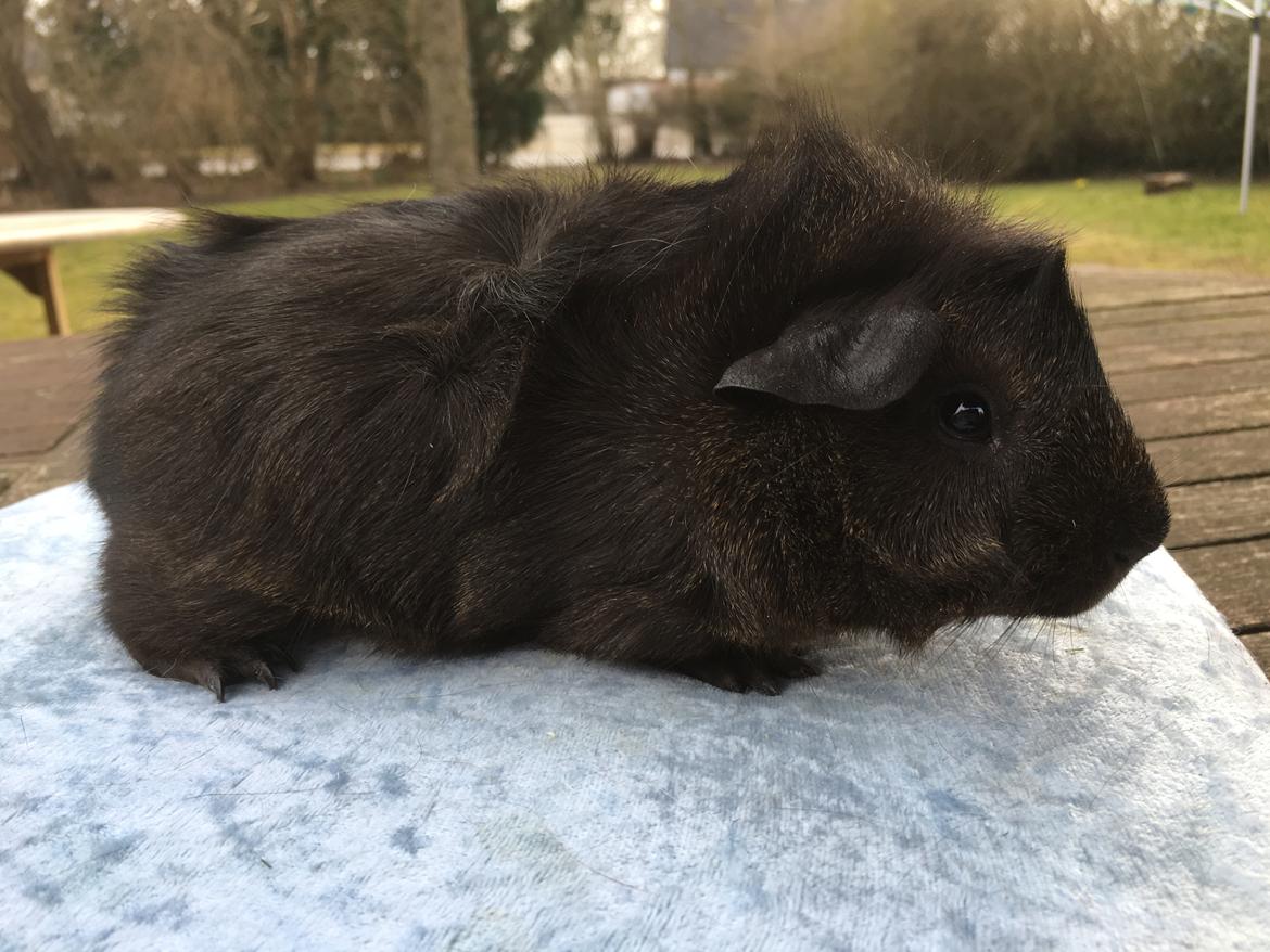 Marsvin Jesper von Fredslund billede 25