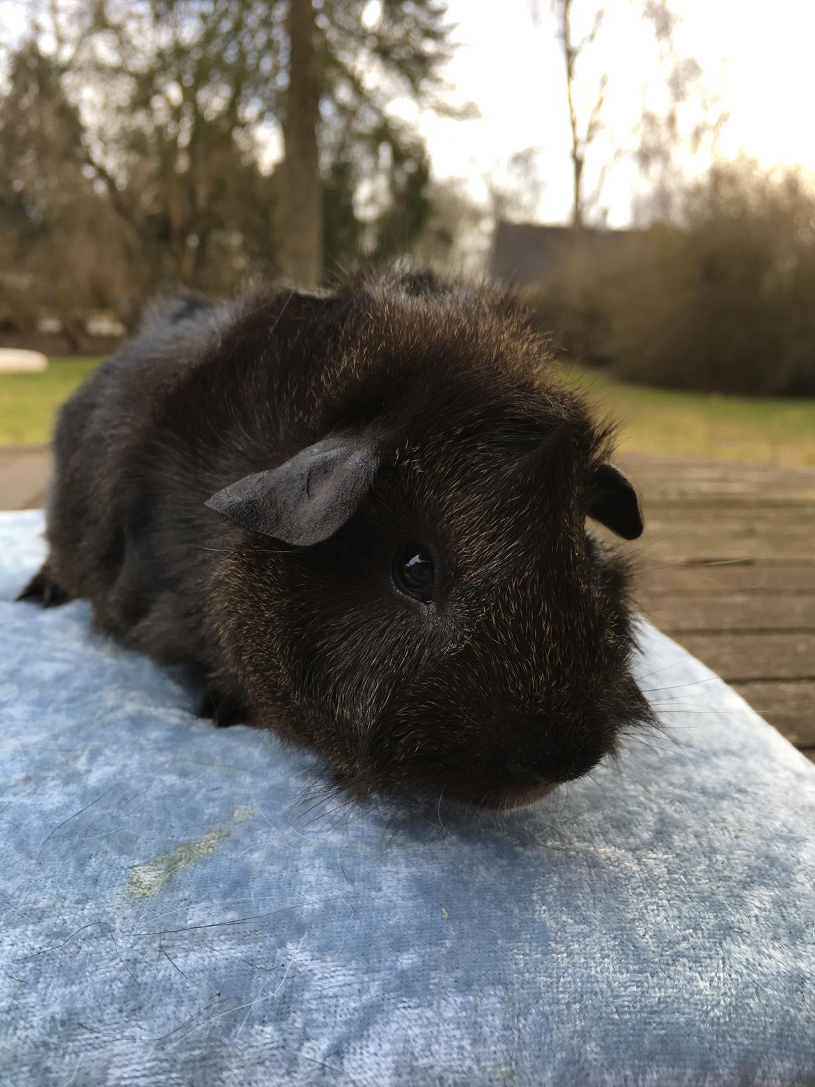 Marsvin Jesper von Fredslund billede 29