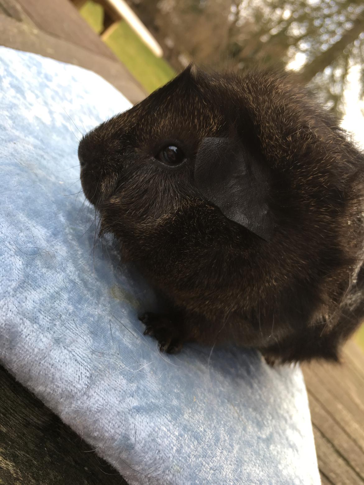 Marsvin Jesper von Fredslund billede 30