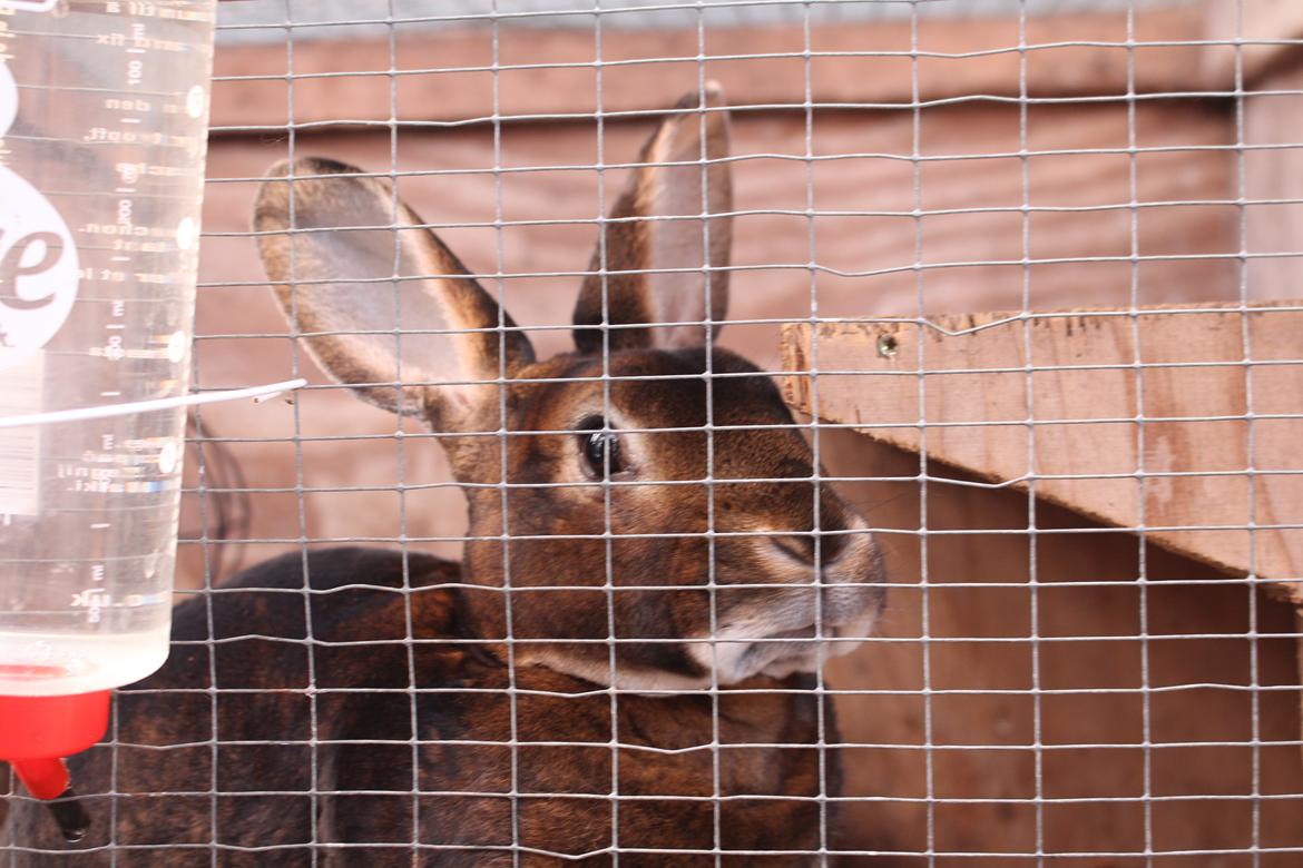 Kanin Moni billede 10