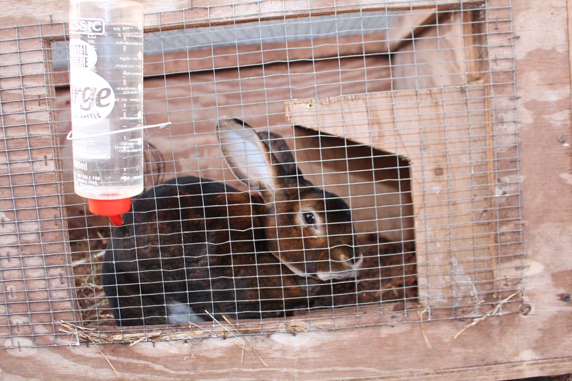 Kanin Moni billede 11