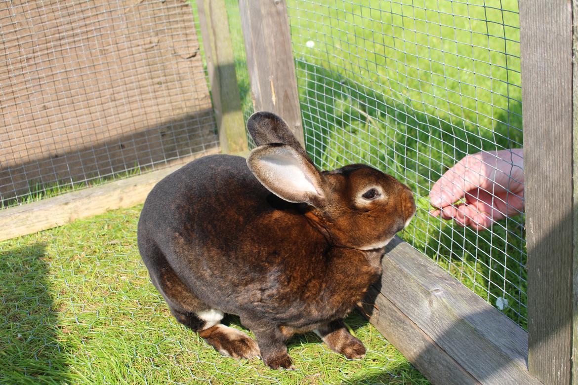 Kanin Moni billede 12