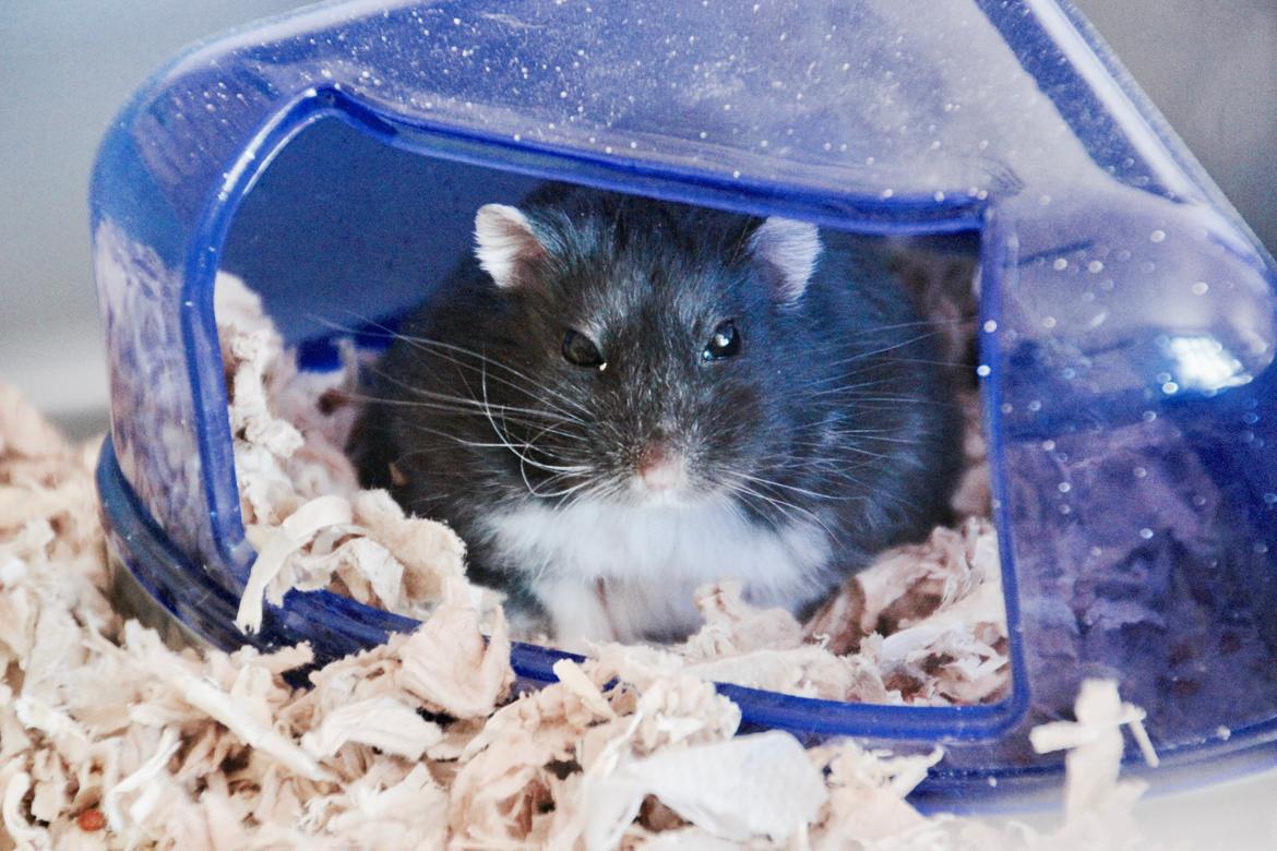 Dværghamster Bertram billede 3