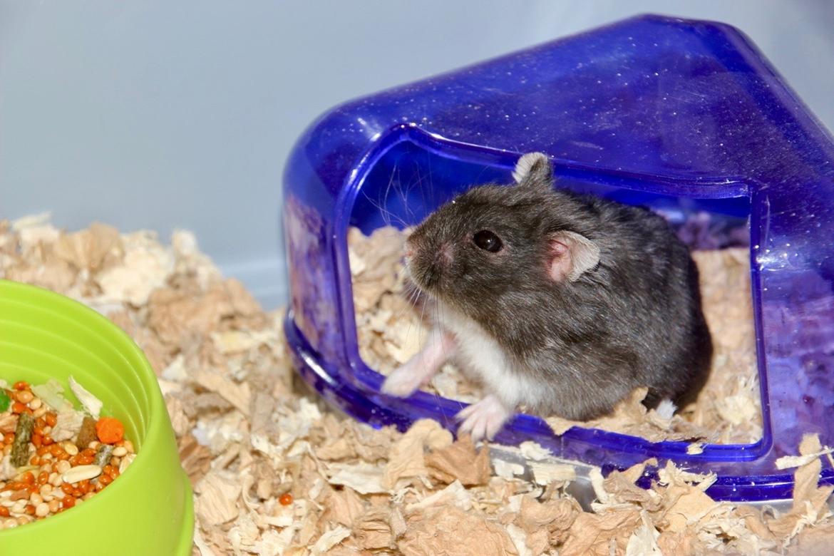 Dværghamster Bertram billede 1