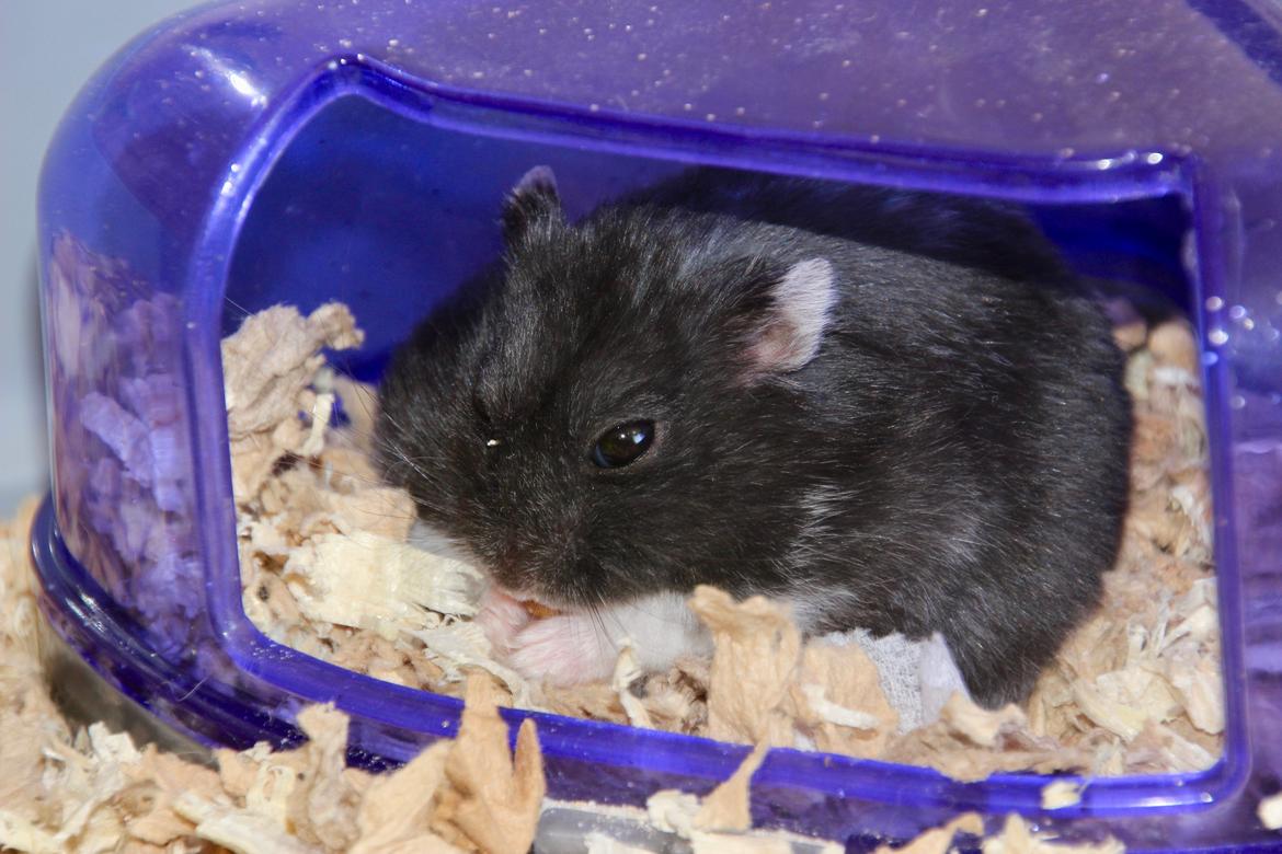 Dværghamster Bertram billede 2