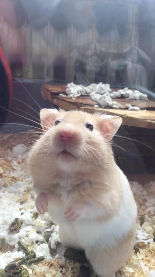 Hamster Charlie billede 1