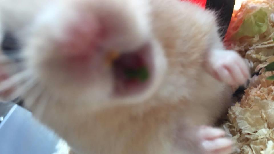 Hamster Charlie billede 4