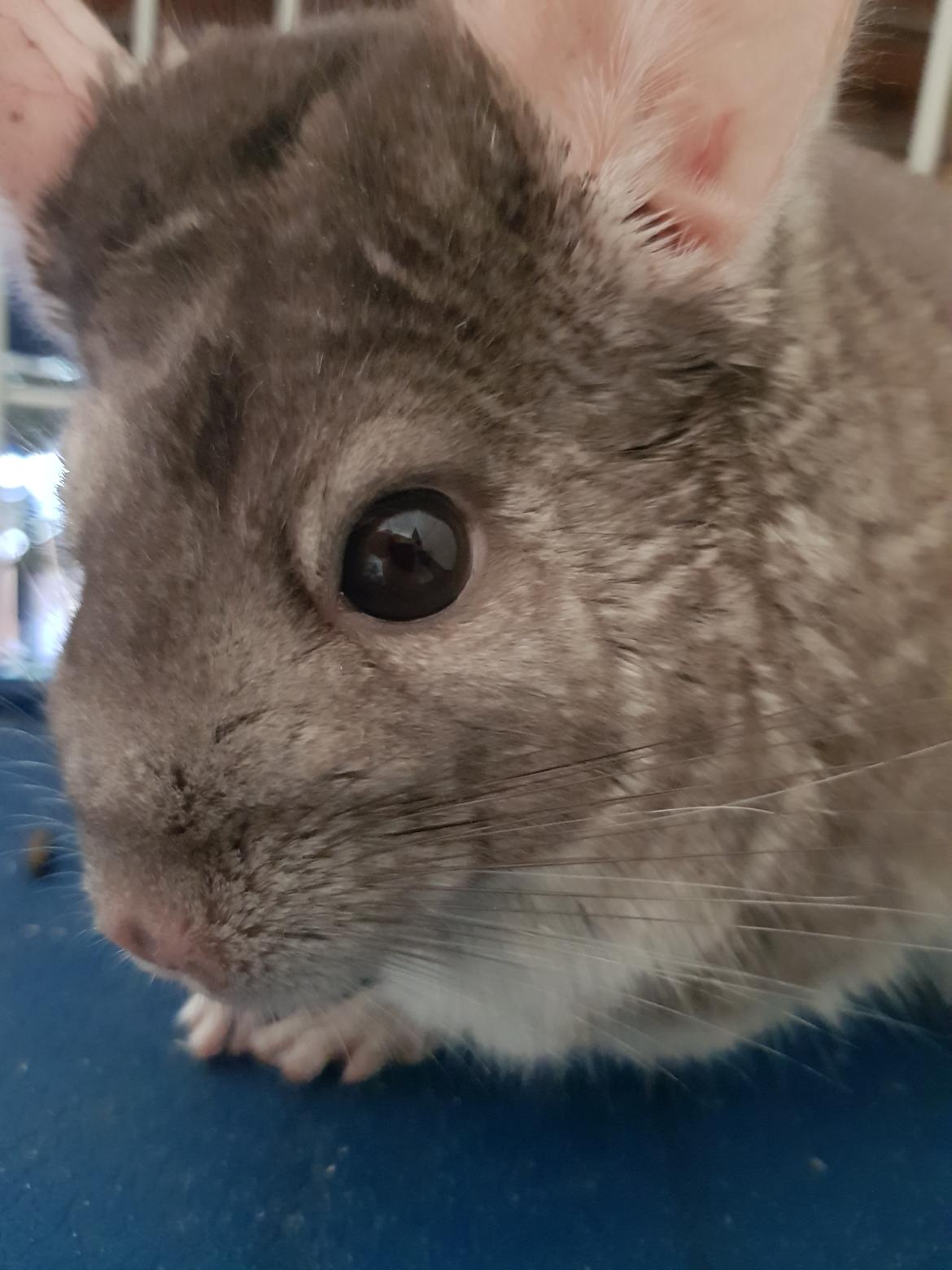 Chinchilla Buster billede 5