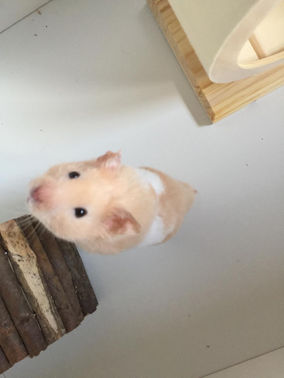 Hamster Charlie billede 8