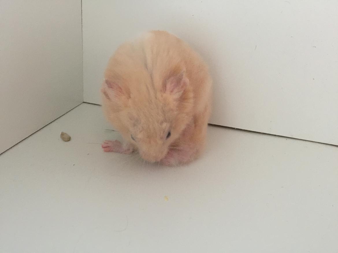 Hamster Charlie billede 9