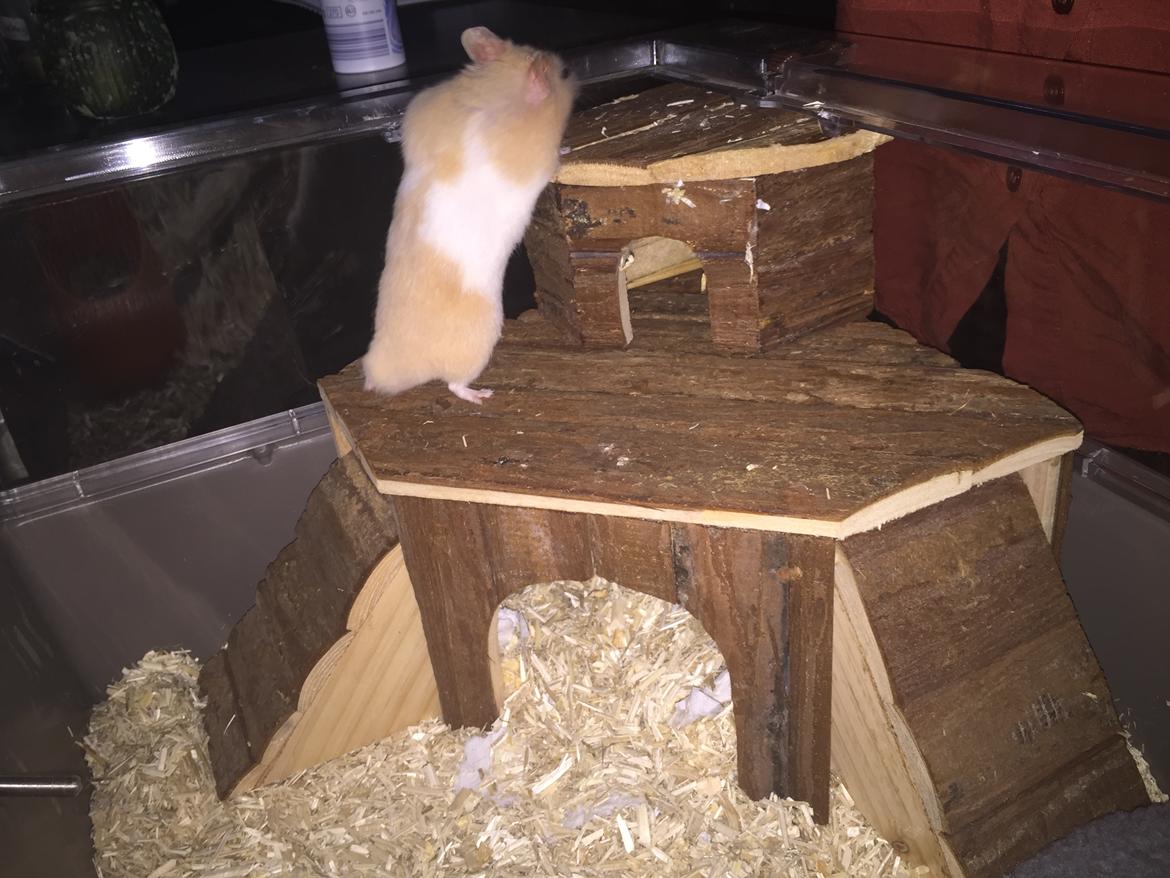 Hamster Charlie billede 15