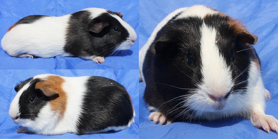 Marsvin Koreskas WASHINGTON billede 1