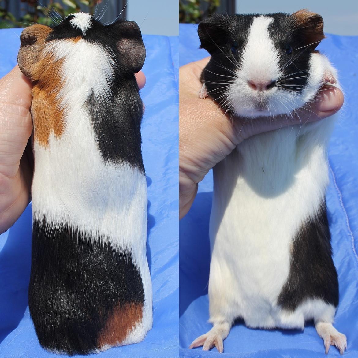 Marsvin Koreskas WASHINGTON billede 2