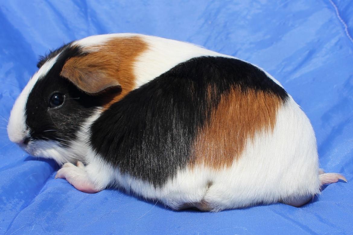 Marsvin Koreskas WASHINGTON billede 6