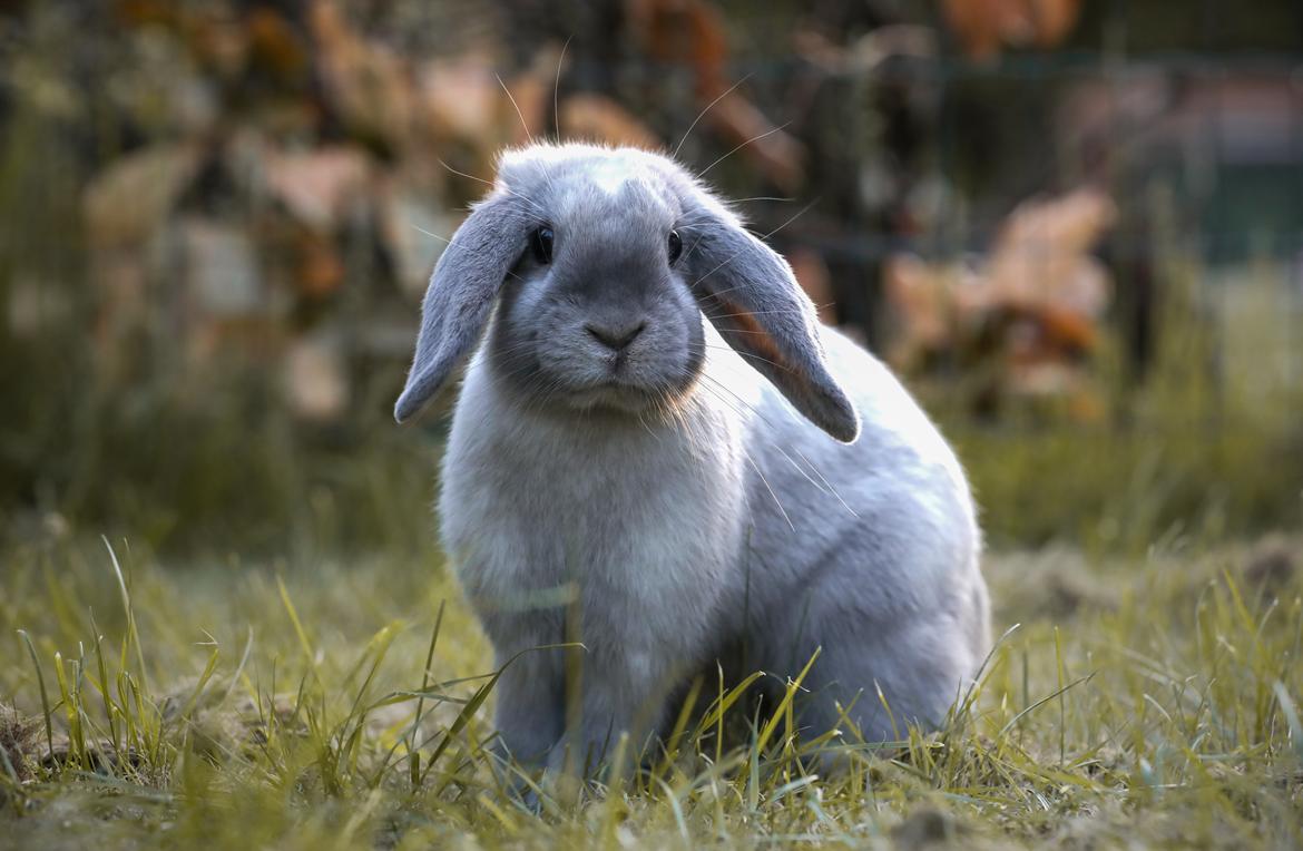 Kanin Blåbærholms Tippy billede 20