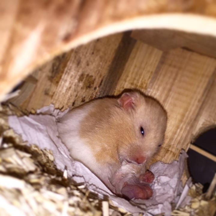 Hamster Charlie billede 16