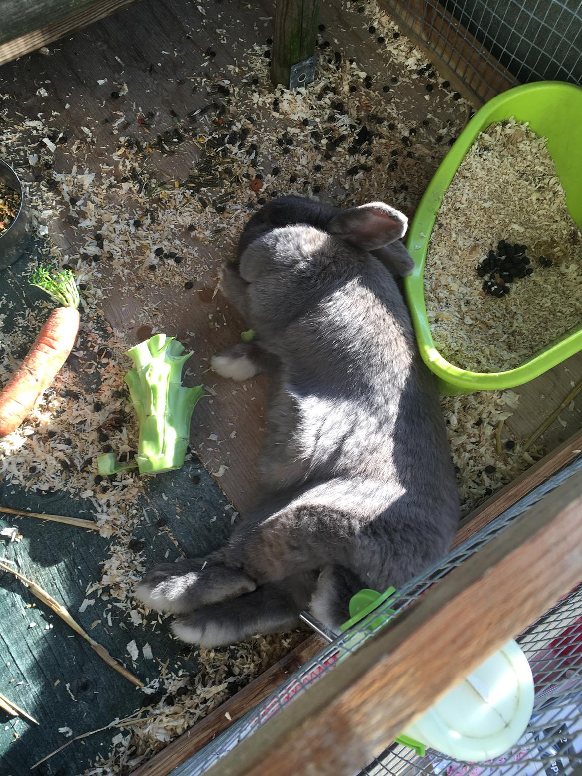 Kanin Bamse °Himmelgnaver° - Glad for at dase i solen billede 12