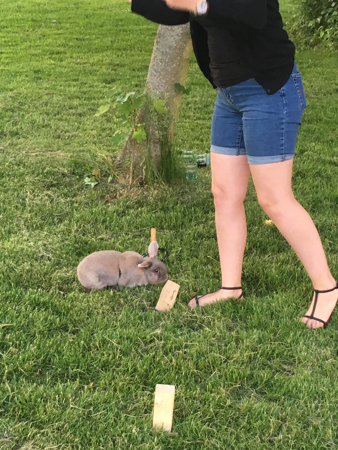 Kanin Bamse °Himmelgnaver° - Bamse er specielt god til kongespil billede 13