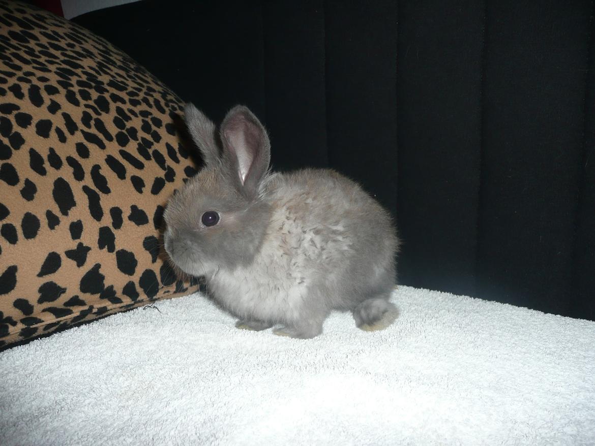 Kanin Bamse °Himmelgnaver° - Bamse 6 uger <3 billede 2