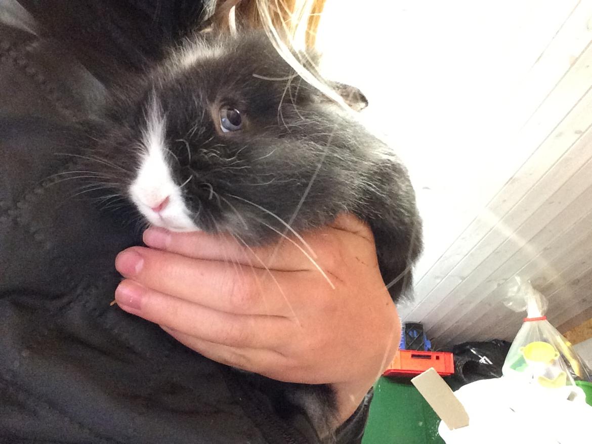 Kanin Yin - Foto: mig billede 6