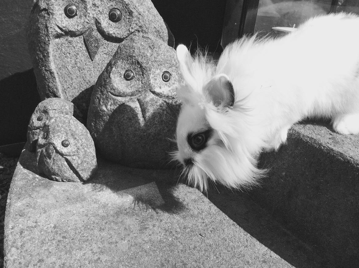 Kanin Yang - Så skal uglerne tjekkes ud <3 Foto: Mig billede 3