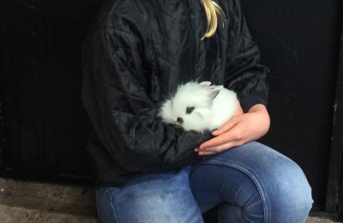 Kanin Yang - Ca 8 uger gammel! Foto: Søster billede 8