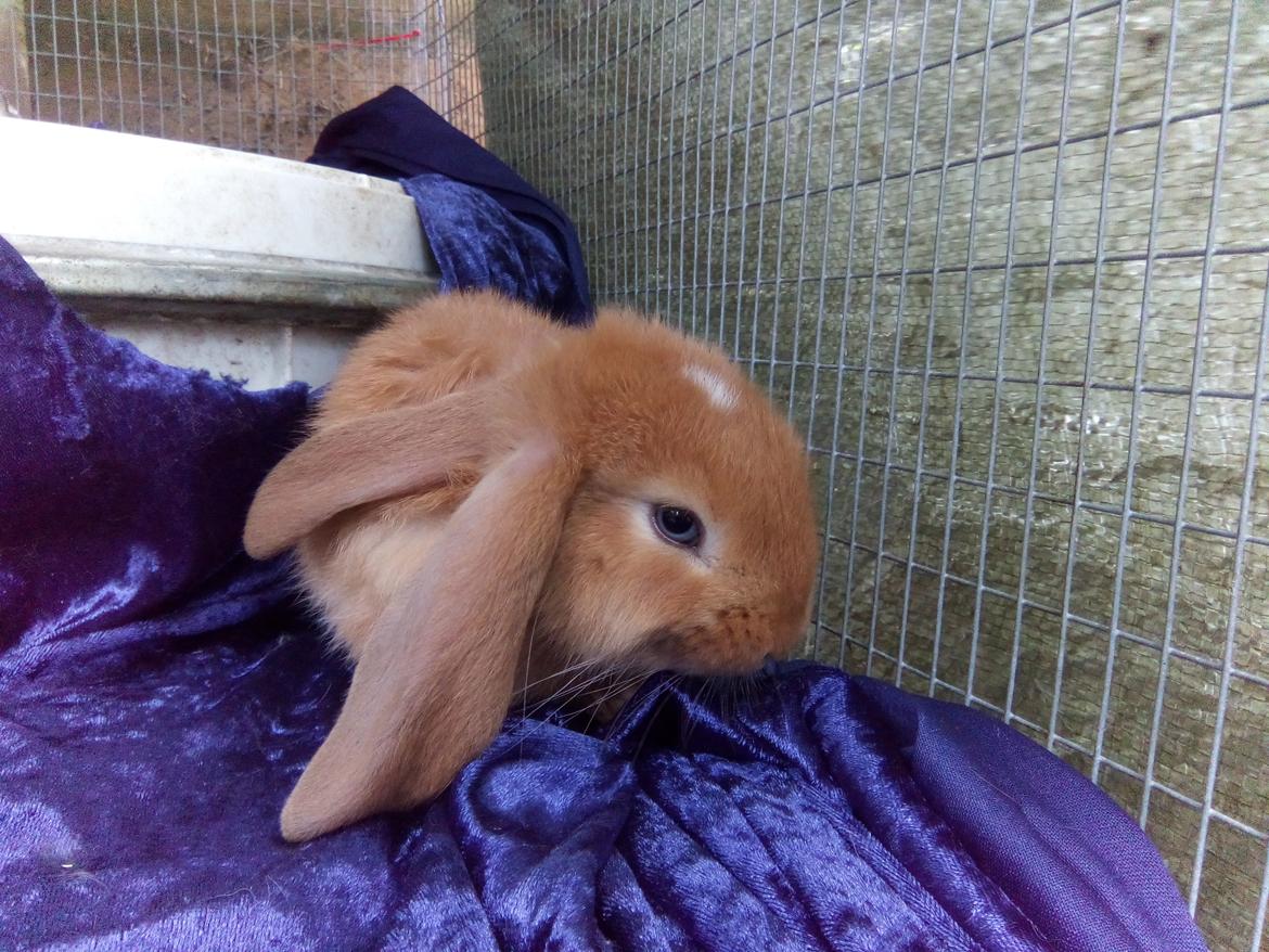 Kanin Stald Miscere's Sunshine Fransk vædder - 5 uger gammel billede 8