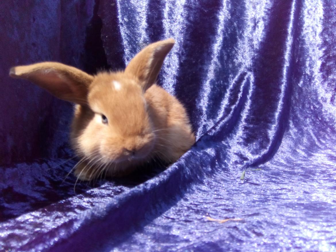 Kanin Stald Miscere's Sunshine Fransk vædder - 3 uger gammel billede 12