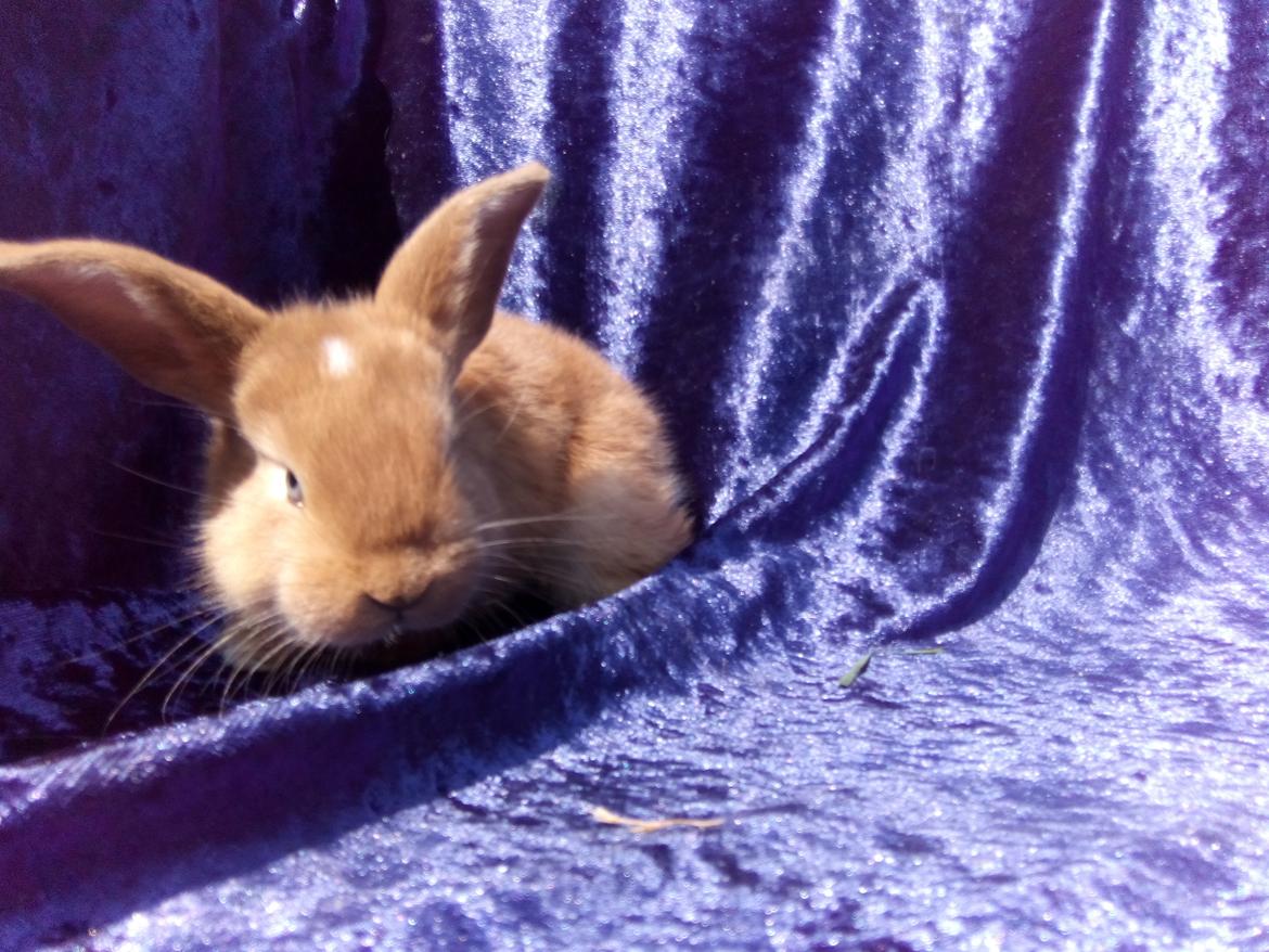 Kanin Stald Miscere's Sunshine Fransk vædder - 3 uger gammel billede 15